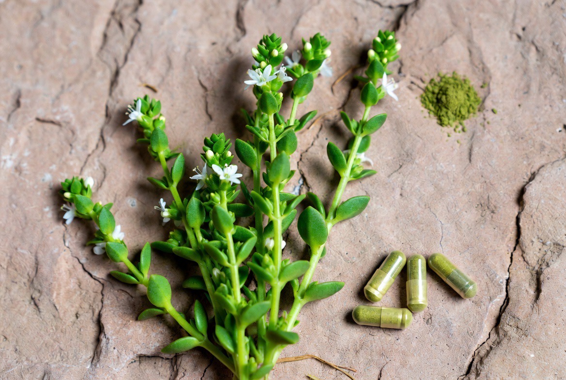 The bacopa monnieri plant, a small low green succulent-like herb with rounded leaves and tiny white flowers, beside green bacopa-filled supplement capsules and a small mound of green powder on a stone surface