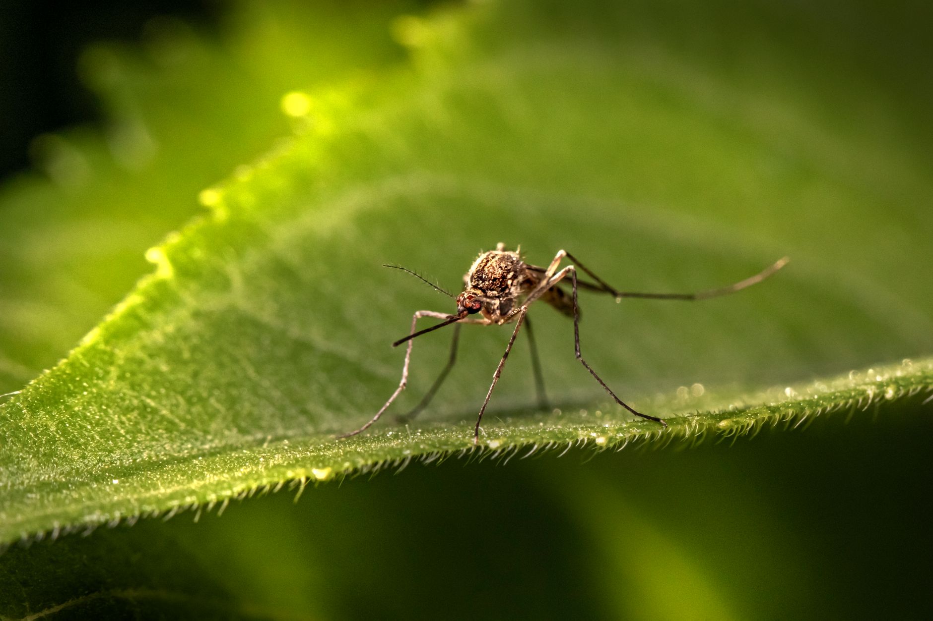 Macro close-up of a single mosquito, the insect at the centre of three competing release programs funded in part by the Gates Foundation
