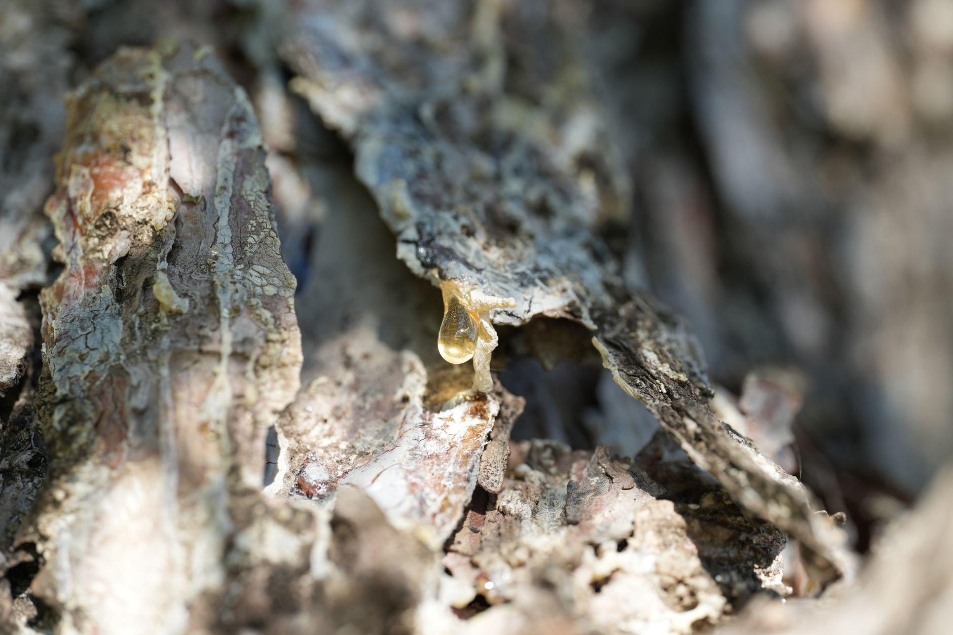 A translucent golden droplet of frankincense resin oozing from the cracked, weathered bark of a Boswellia tree in warm natural light