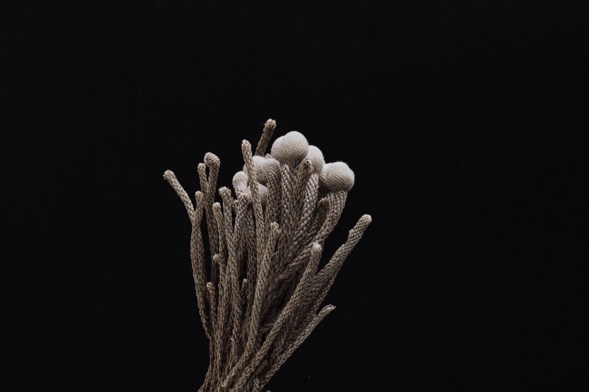Dried botanical plant stems and herbal powder scattered on a dark slate surface under moody side lighting — an unstandardized herbal extract