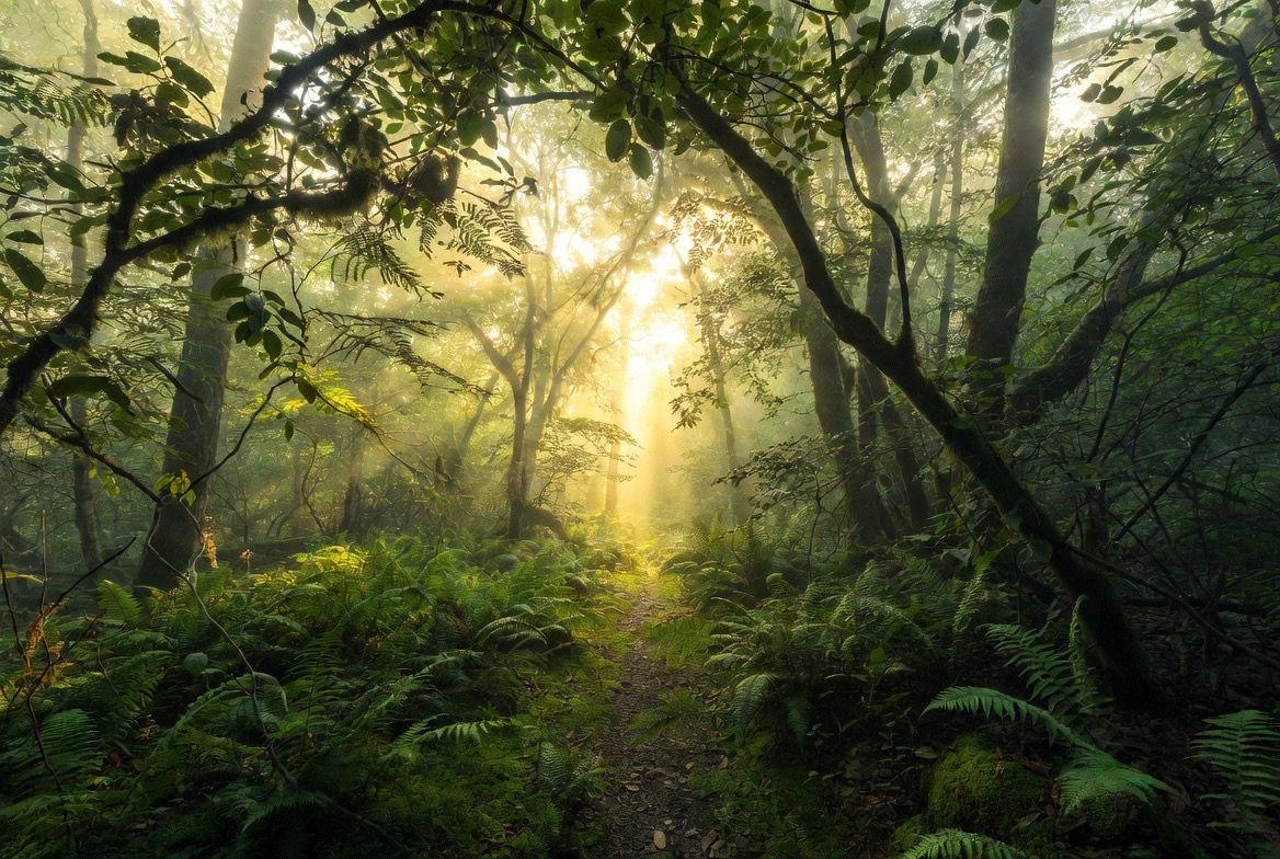 A sunlit green forest path winding between tall trees, dappled light falling through the canopy &mdash; the immersive forest setting at the centre of shinrin-yoku