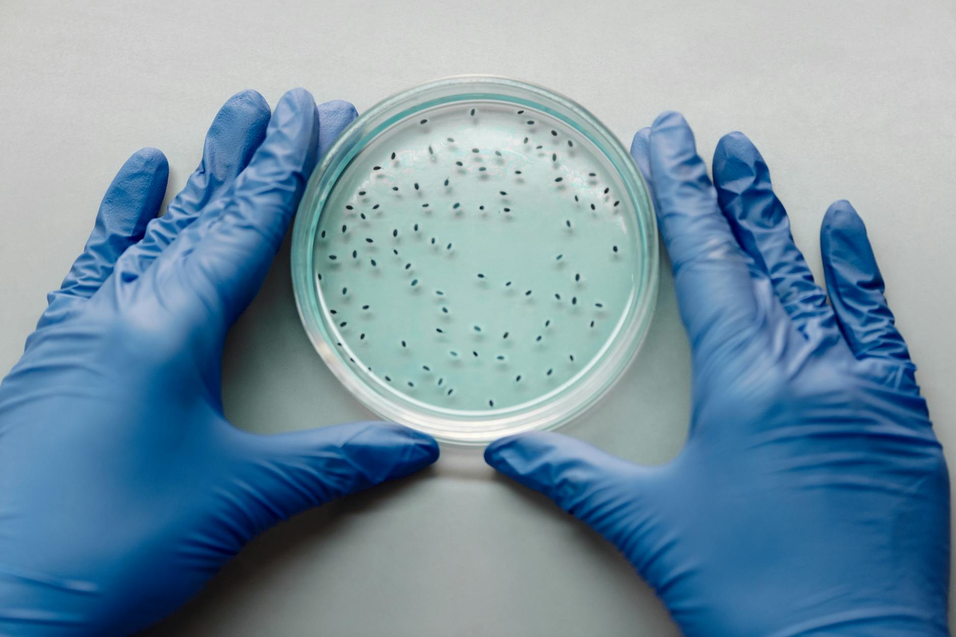 Aging joint tissue laboratory — senolytic research on senescent cells