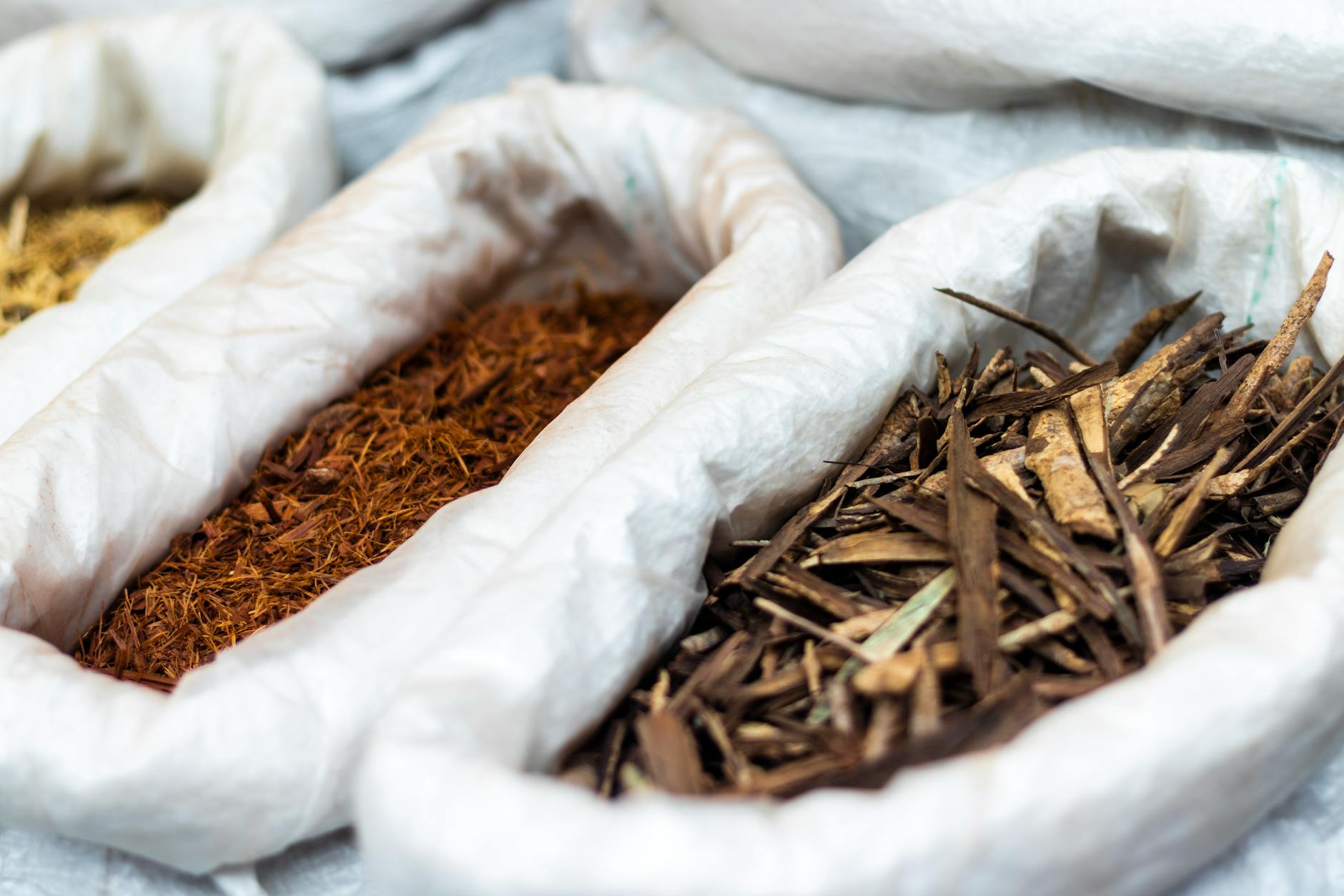 Kava root preparation — traditional Pacific ceremonial drink