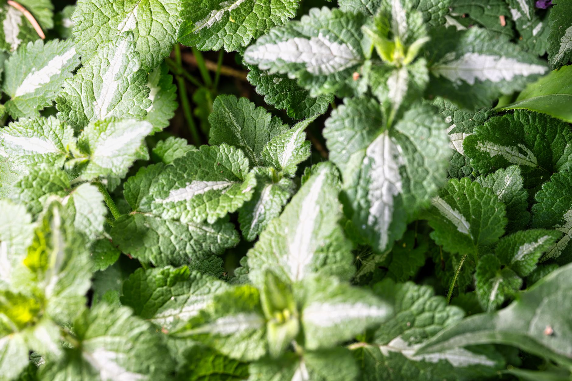 Fresh lemon balm (Melissa officinalis) leaves close up on a calm neutral surface in soft natural light