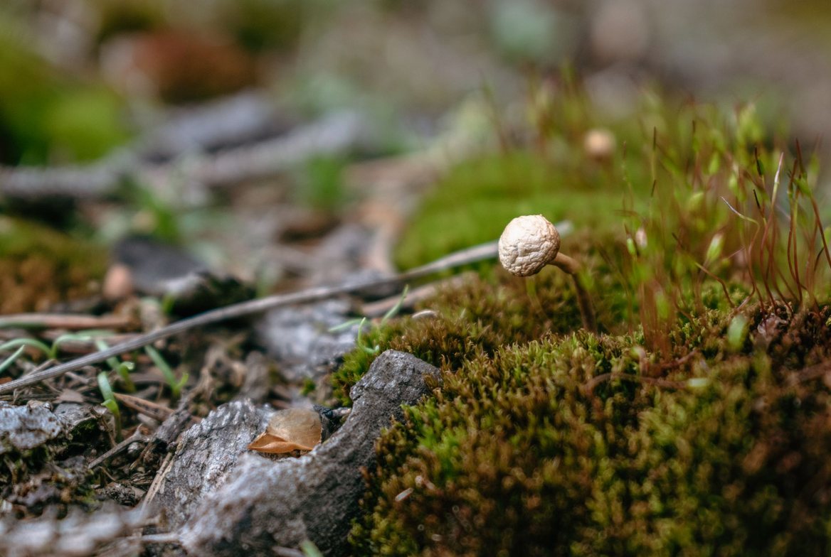 A small wild mushroom growing in green forest moss, illustrating the medicinal-mushroom source behind endurance-supplement blends like PeakO2