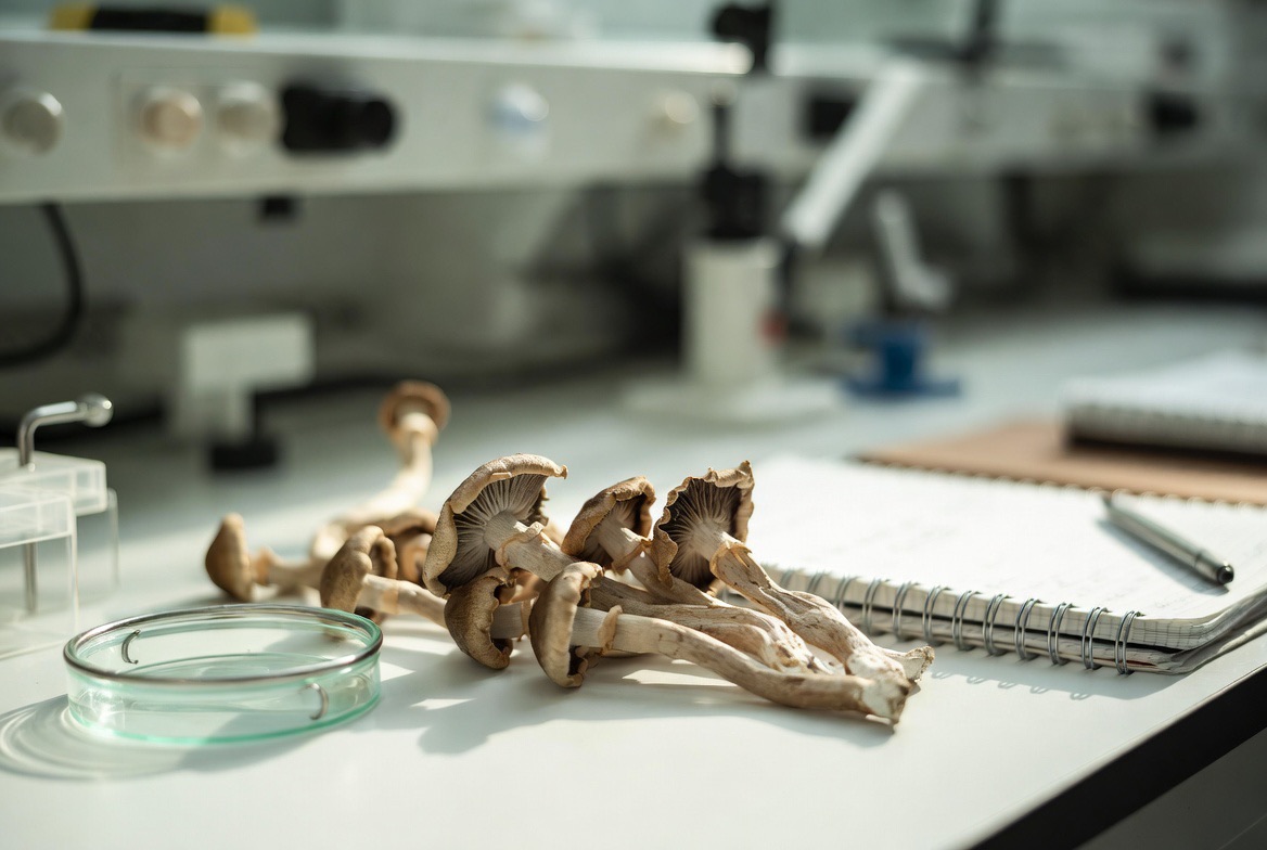 Psilocybin mushrooms beside laboratory glassware and a microscope, representing preclinical research on psilocin and cellular aging