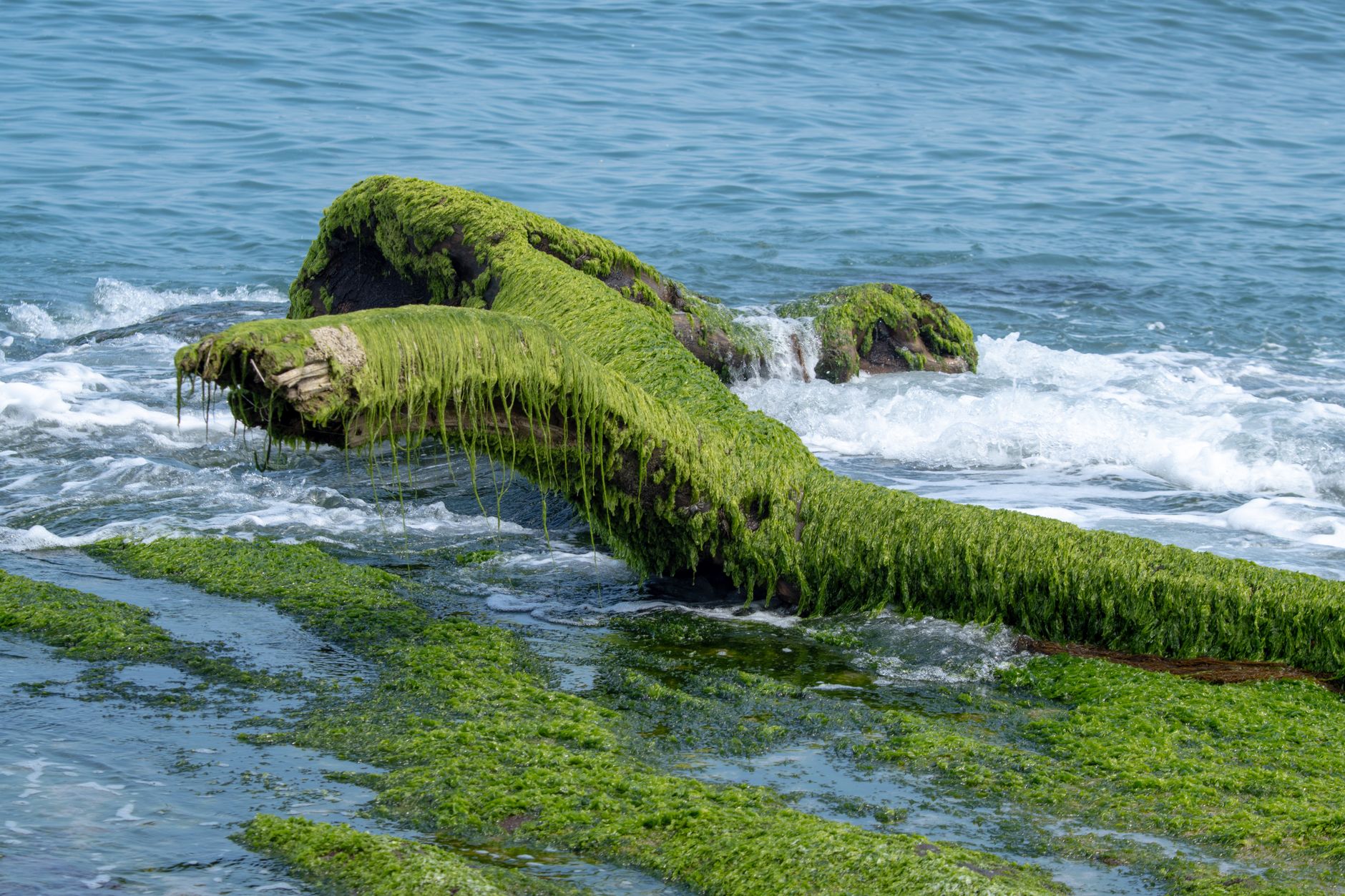 Green sea moss seaweed growing on coastal rocks at the waterline, the wild red-algae source behind the sea moss supplement trend