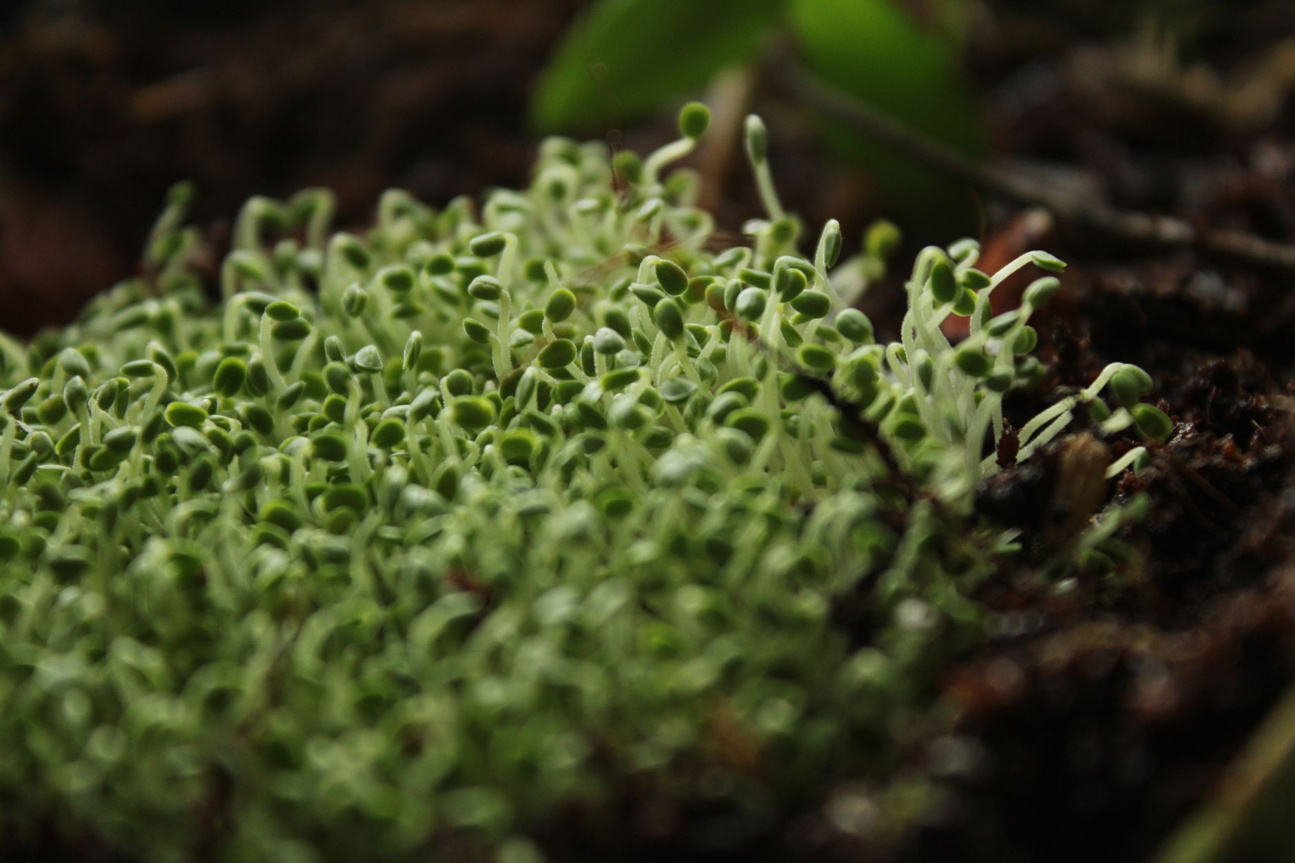 Dense green broccoli sprouts growing in a glass jar on a kitchen counter, representing sulforaphane-rich functional food