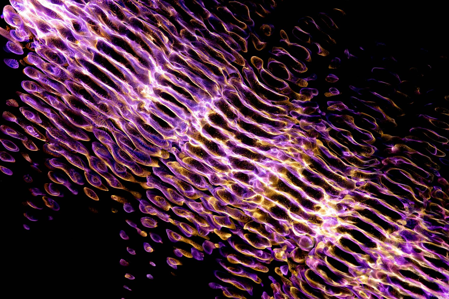 Microscope view of cellular biology representing urolithin A activation of mitophagy in aging muscle